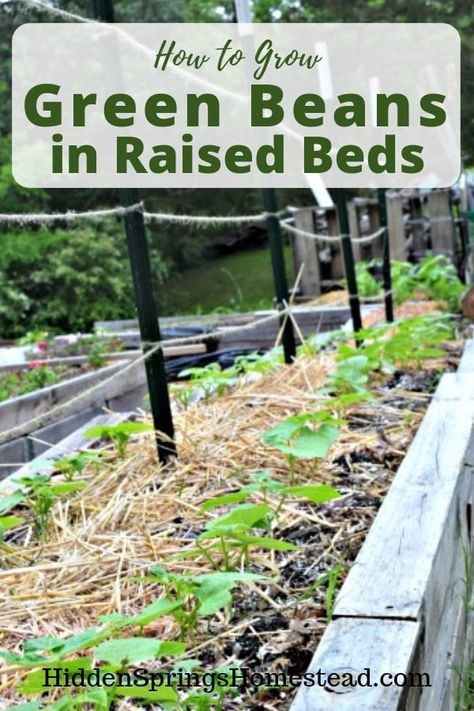 Grow Green Beans, Garden Raised Beds, Homestead Tips, Growing Green Beans, Plant Products, Fall Gardening, Modern Homesteading, Homesteading Ideas, Vegetable Garden Raised Beds