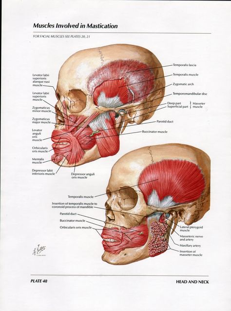 Netter Head and Neck Anatomy Gallery - Imgur Mastication Muscles Anatomy, Radiology Dental, Jaw Muscles, Facial Anatomy, 얼굴 드로잉, Muscular System, 얼굴 그리기, Muscle Anatomy, Human Anatomy And Physiology