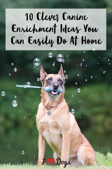 10 Canine Enrichment Ideas You Can Do At Home Dogs Silly, Canine Enrichment, Brain Games For Dogs, Dog Enrichment, Dog Games, Dog Information, Dog Brain, Early Reading, Dog Stories