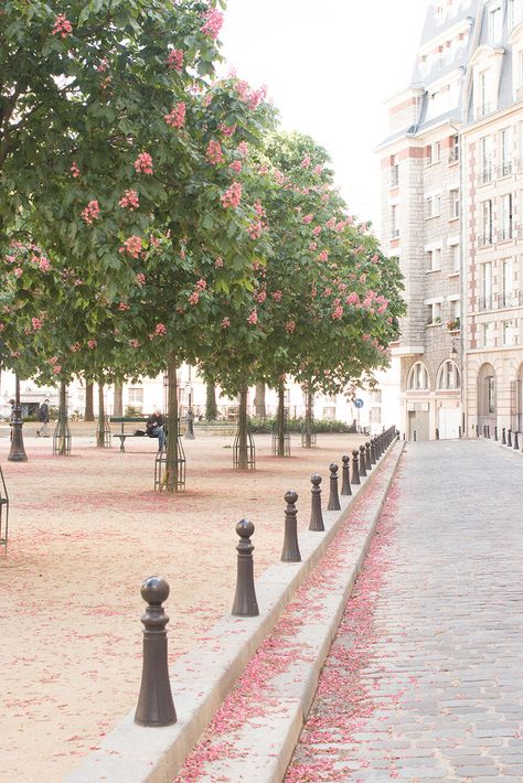 a walk through place dauphine rebecca plotnick Place Dauphine, Art Parisien, Afternoon Light, Chestnut Trees, Beautiful Paris, Paris Photography, Paris Art, Paris Photo, Paris Street