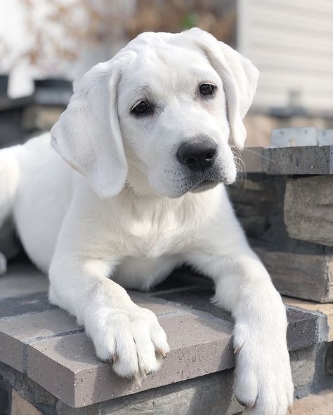 Sweet White English puppy Everest White Labrador Retriever, Labrador White, White Labrador Puppy, English Lab Puppies, White Lab Puppies, White Retriever, White Labrador, Big Puppies, Really Cute Puppies