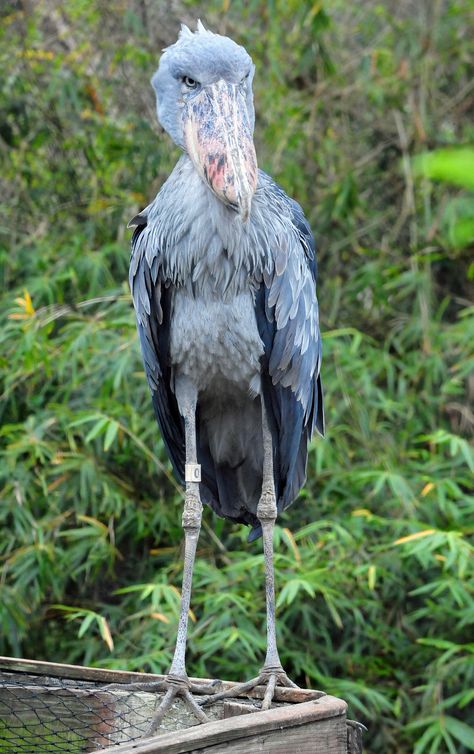 The Shoebill (Balaeniceps rex, also known as Whalehead or Shoe-billed Stork) in Tampa's Lowry Park Zoo (Florida). Shoebill Bird, Balaeniceps Rex, Shoebill Stork, Unique Faces, Rare Birds, Wallpaper Nature, Rare Animals, Canoeing, Exotic Birds