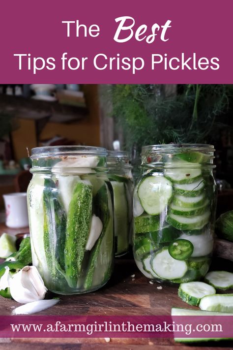 Tips for Crisp Pickles | Prevent Soft Pickles | A Farm Girl in the Making Crisp Refrigerator Pickles, How To Make Homemade Pickles Crunchy, Crisp Pickles Canning, How To Jar Pickles, Crispy Pickles Canning, Crunchy Pickles Canning, Crunchy Refrigerator Pickles, Crispy Refrigerator Pickles, New Pickles Recipe