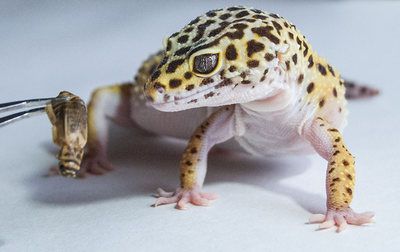 Leopard Gecko Feeding Schedule, Leopard Gecko Food, Leopard Gecko Diet, Tangerine Leopard Gecko, Leopard Gecko Care, Fat Tailed Gecko, Gecko Food, Reptile Care, Pet Lizards