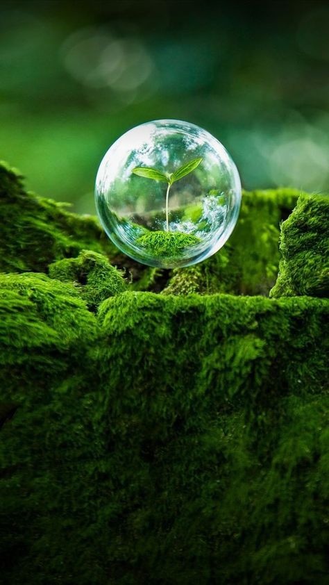 Earth 🌎🌍 Eco Photography, Agriculture Pictures, Bubble Quotes, Photo Macro, Forest And Wildlife, Save Nature, Nature Picture, Sustainable Art, Nature Conservation