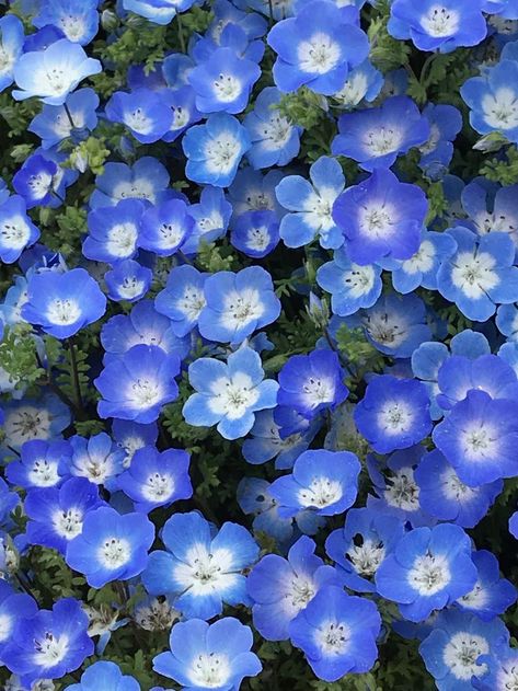 Photos Flowers, Blue Flower Wallpaper, Blue And Purple Flowers, Nothing But Flowers, Pretty Landscapes, Blue Garden, Flower Names, Flower Therapy, Arte Inspo