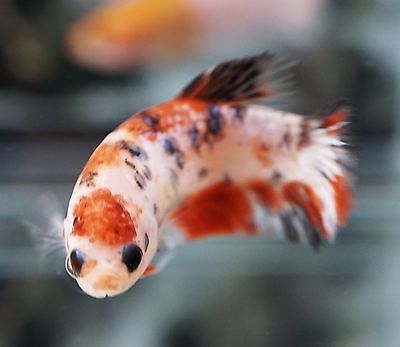 Orange-Koi-HMPK-Halfmoon-Plakat-Female-K026 Orange Koi, Koi Betta, Ocean Aquarium, Betta Aquarium, Fishing For Beginners, Betta Fish Tank, Fish For Sale, Aquarium Design, Exotic Fish