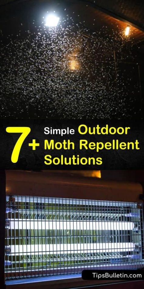 Learn how to get rid of adult moths such as pantry moths using simple forms of pest control. Kill a clothes moth before it can lay eggs and turn into destructive moth larvae by changing the outdoor lighting and using a DIY moth repellent. #mothsoutside #moths #mothrepellent How To Get Rid Of Moths Outdoors, How To Get Rid Of Moths, How To Get Rid Of Moths In The House, Moth Larvae, Getting Rid Of Moths, Types Of Moths, Pantry Moths, Lighting Bugs, Homestead Lifestyle