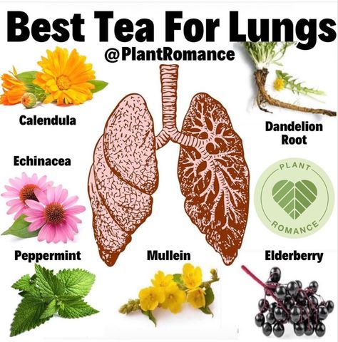 Tea For Lungs, Supraviețuire Camping, Books And Tea, Tea Remedies, Medical Herbs, Healing Tea, Herbal Teas Recipes, Natural Healing Remedies, Herbal Healing