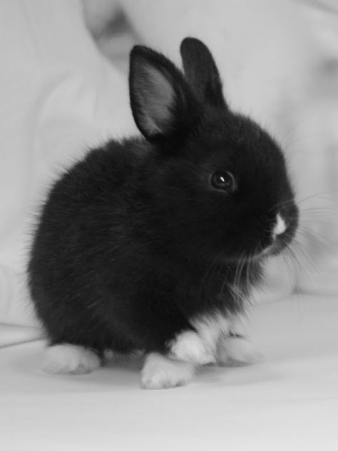 White nose & all Black Bunny, Söt Katt, Bunny Pictures, Pet Bunny, Haiwan Peliharaan, Fluffy Animals, Baby Bunnies, Cute Animal Pictures