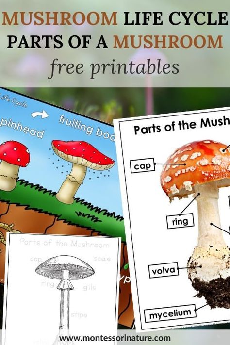 Please note, this printable has been updated and now can be purchased from the Montessori Nature Shop. Mushroom Life Cycle & Parts of a Mushroom 3 Part Cards, Poster And Blackline – Fall Printable - Montessori Nature Life Cycle Of A Mushroom, Mushroom Life Cycle, Mushroom Montessori, Mushroom Activities, Parts Of A Mushroom, Mushroom Printable, Nature Printables, Cycle For Kids, Cards Poster