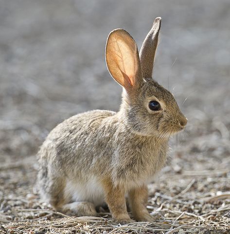 Bobtail Squid, Hare Drawing, Wild Rabbits, Cottontail Rabbit, Wild Bunny, Rabbit Pictures, Rabbit Rabbit, Bunny Pictures