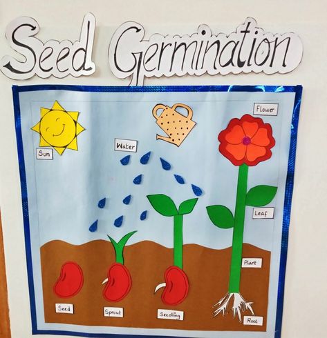 Plants Theme Board Ideas For Preschool, Germination Of Seeds Project, Germination Of Seeds For Kids, Seed Germination Project, Seed Germination For Kids, Seeds For Kids, Farm Math Activities, Kids Project Ideas, Germination Of Seeds