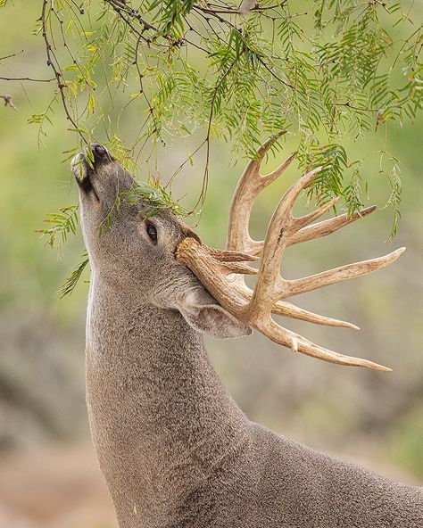 White Tail Deer Buck, Tf2 Animals, Deer Side Profile, Deer Therian, Texas Deer Hunting, Whitetail Deer Photography, White Tail Buck, Buck Photography, Whitetail Deer Pictures