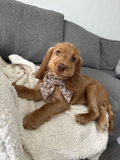 Golden English Cocker Spaniel Puppy, Cockaspaniel Puppies, Adult Cocker Spaniel, English Cocker Spaniel Puppies, Golden Cocker Spaniel, Cute Dogs Images, Super Cute Puppies, Cocker Spaniel Puppies, Dream Dog