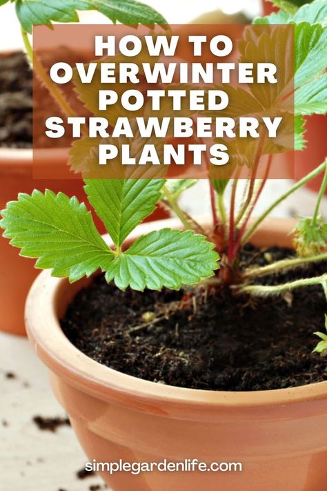 How To Overwinter Potted Strawberry Plants by simplegardenlife.com How To Winter Strawberry Plants, Strawberries In Pots Container Gardening, Strawberry Plants In Pots, Overwinter Strawberry Plants, How To Overwinter Strawberry Plants, Overwintering Strawberry Plants, Winterize Strawberry Plants, Wintering Strawberry Plants, How To Winterize Strawberry Plants