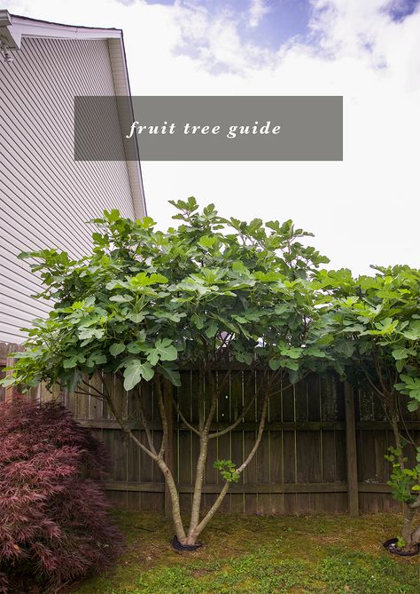 Backyard Fruit Trees, Small Fruit Trees, Fruit Trees Backyard, Fruit Shrub, Planting Fruit Trees, Fruit Tree Garden, Bush Garden, Fruit Bushes, Growing Fruit Trees