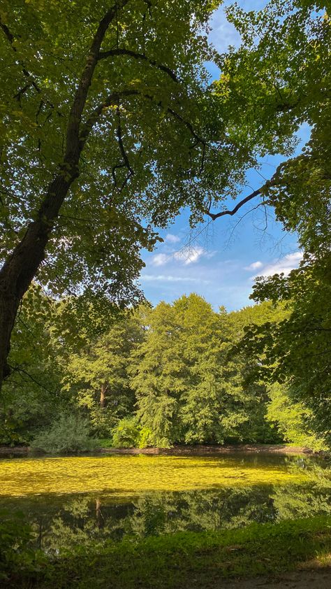 summer day - green nature - trees and little lake, blue sky Trees Astethic, Nature Astethic, Tree Astethic, Walk In The Park, Nature Tree, Green Nature, Tree Bark, Summer Day, A Walk