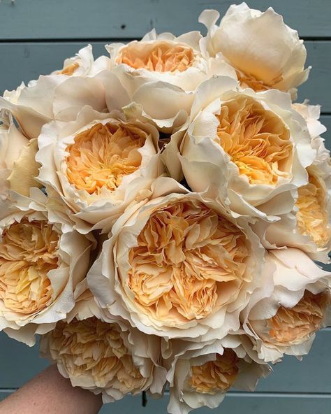 Repost Fairy Nuff Flowers: "Effie, a David Austin rose, filling my day with frills, ruffles and the prettiest scent!" . . . #effierose #gardenroses #rose #roses #flowers #flowersofinstagram #flowerstagram #instaflowers #rosesofinstagram #davidaustinweddingroses #englishroses Rose Garden Landscape, David Austin Rose, Ecuadorian Roses, Austin Rose, David Austin Roses, David Austin, Wholesale Flowers, English Roses, Flower Farm