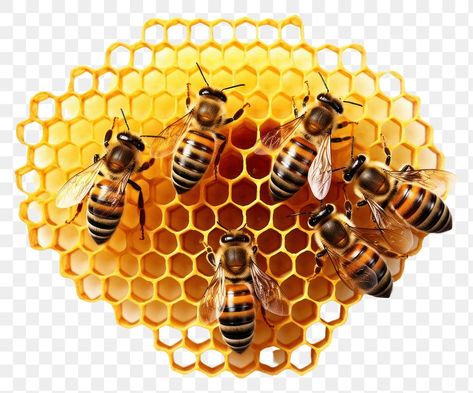 Honey And Bee, 3d Honeycomb, Bee Illustration, Bee Art, Honeycomb Pattern, Free Picture, Honey Bee, Free Pictures, Honeycomb