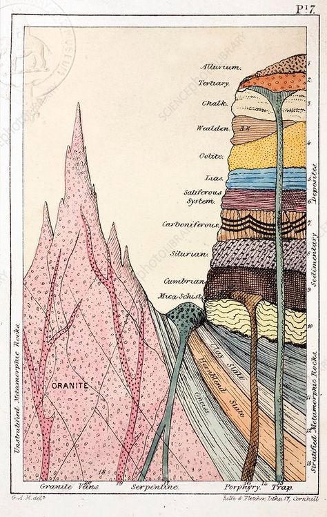 1838 Mantell's Geological Strata Section. - Stock Image - C011/0937 - Science Photo Library Geology Art, Scientific Poster, Section Drawing, Geology Rocks, Science Photos, Mountain Paintings, Photo Library, Retro Art, Science And Nature