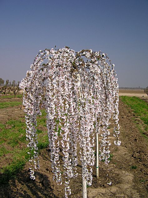 wouldn't this look lovely in the corner of the yard? Weeping Cherry Tree Landscaping, Cherry Tree Landscaping, Tudor Garden, Tree Landscaping, Weeping Trees, Weeping Cherry Tree, Weeping Cherry, Flowering Cherry Tree, Tree Mural