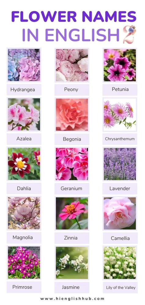 59+ Pretty Flower Names In English With Pictures And Meanings - Hi English Hub Flowers Names And Meaning, Flower Names Aesthetic, Flower Nicknames, Flower Names And Meanings, Indian Flower Names, Flowers Name With Pictures, Unique Flower Names, All Flowers Name, Different Type Of Flowers