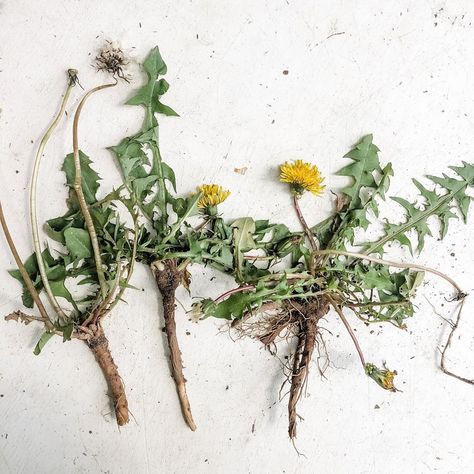 Melissa Vines on Instagram: “I dug up some dandelion root today that I’ll use to make bitters with just as soon as I get them nice and dry. Dandelions have taproots…” Dried Dandelion, Dandelion Root, Dug Up, Insta Posts, Bitter, Dried Flowers, Dandelion, Vines, Vitamins