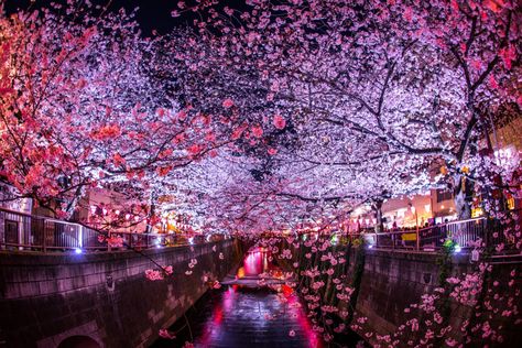 Japan's Best Cherry Blossom Festivals for 2021 (with Map and Images) - Seeker Meguro River, Festival Japan, Japan Cherry Blossom, Ueno Park, Cherry Blossom Japan, Osaka Castle, Cherry Blossom Festival, Enchanted Wedding, Cherry Blossom Season