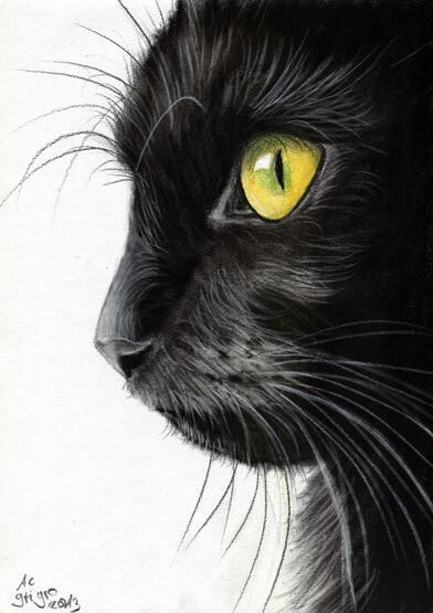 drawings of animals 26 (1) Black Cat Drawing, Portrait Au Crayon, Black Cat Painting, Cat Profile, Charcoal Portraits, Charcoal Drawings, Black Cat Art, Feather Painting, A Black Cat