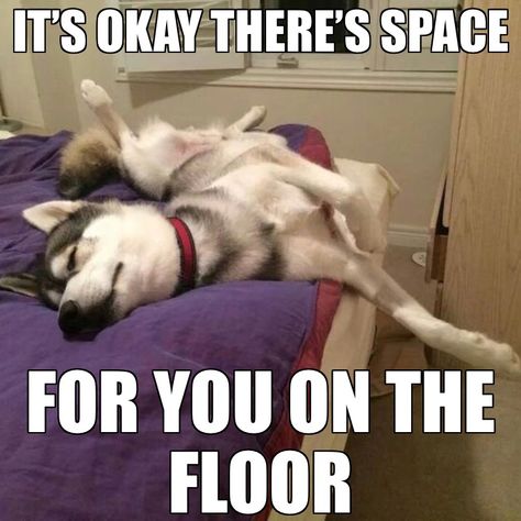 DO U HAVE A BED HOG? Husky Quotes, Husky Humor, Siberian Husky Funny, Husky Funny, Dog Jokes, Cute Husky, Dog Quotes Funny, Funny Dog Memes, Funny Dog Pictures