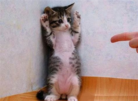 Surrender Status Funniest Animals, Baby Donkey, Funny Kittens, Cat Fun, Fun Facts About Animals, Precious Animals, Söt Katt, Animal Pics, Cat Funny