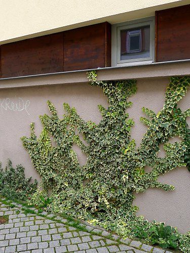 Yellow variegated ivy "Goldchild" at the base of wall English Ivy Outdoor, Climbers For Shade, Variegated Ivy, Ivy Wall, Climbing Flowers, Hedera Helix, English Ivy, Yellow Walls, Gcse Art