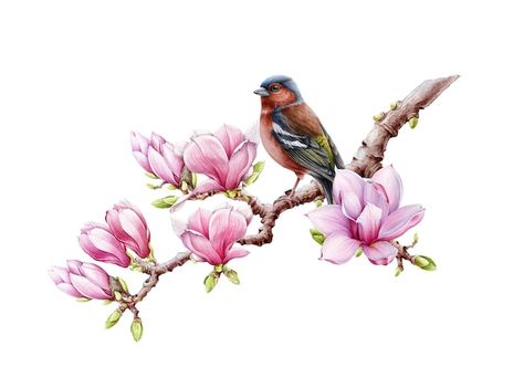 Flower Branch Drawing, Bird On Branch Drawing, Watercolor Realistic, Spring Branches, Branch Watercolor, Branch Drawing, Finch Bird, Illustration Bird, Magnolia Branch