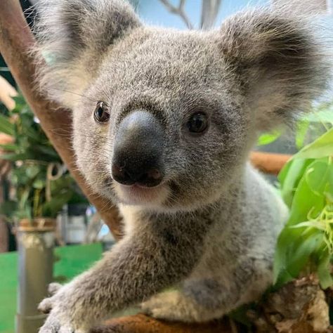 Koala Bear Aesthetic, Koala Aesthetic, Koala Marsupial, Koala Tattoo, Cute Koala Bear, Koala Bears, Australia Animals, Baby Koala, Cutest Animals