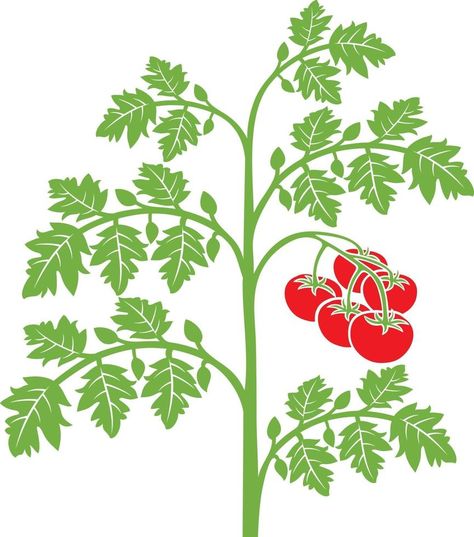 Tomato Plant with Leaves Tomato Plant Illustration, Plant Clips, Tomato Plant, Plant Vector, Plant Drawing, Tomato Plants, Illustration Vintage, Cartoon Drawing, Plant Illustration