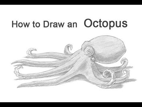 Easy Octopus Drawing, Draw An Octopus, Octopus Facts, Octopus Sketch, Speed Drawing Videos, Step By Step Sketches, Octopus Drawing, Draw Shapes, How To Shade