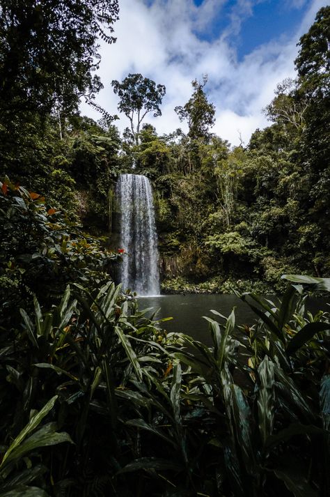 A flowing waterfall in the middle of a green jungle. The sky is blue and there are some white fluffy clouds in the sky. Milla Milla Falls, Far North Queensland, Cairns Rainforest, Australian Waterfalls, Kaaterskill Falls New York, Cairns Queensland, Tropical Waterfall Aesthetic, Daintree Rainforest, Beautiful Scenery Nature