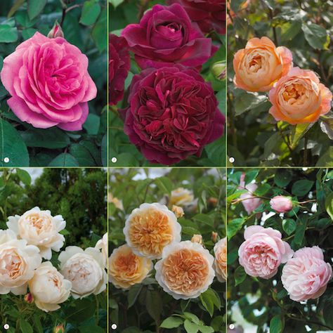 Which are the most fragrant roses on earth? Read our guide to a heavenly scented garden... - The Perfume Society Most Fragrant Roses, Moonlight Romantica Rose, Heavenly Perfume, Standard Roses, Vegetable Garden Beds, Magazine Feature, Fragrant Roses, Fragrant Garden, Heirloom Roses