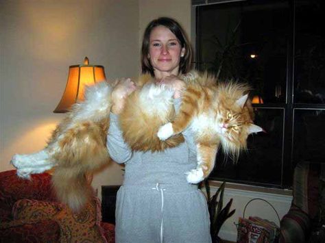 So, this is a norwegian forest cat...full grown. I wonder if Thor will get this big. Largest Domestic Cat, Large Domestic Cat Breeds, Huge Cat, Fluffy Cats, Giant Cat, Gato Grande, Söt Katt, Big Animals, Forest Cat