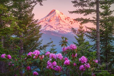 Mount Hood Rhododendrons... Mount Hood, Oregon from Indian Mountain west of Hood River Valley. This is a view from the northwest side of the peak.   The rhododendron's are amazing in the higher altitudes. Mount Hood Oregon, Mount Hood National Forest, Oregon Mountains, Mt Hood Oregon, Oregon Landscape, Oregon Photography, My Hood, Mount Hood, Mt Hood