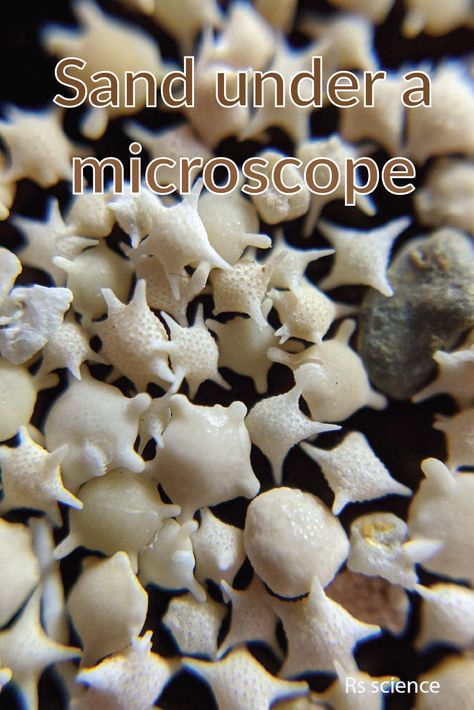 Have you ever seen sand under a microscope? It is one of the most incredible things to look at under a microscope. There are white, red, green, and black sand beaches in the world. Do you know what determines the color of the sand? You will get the answers in this blog post. Nature Under Microscope, Crystals Under Microscope, Sand Microscope, Microscopic Sand, Sand Under Microscope, Microscope Activity, Dissecting Microscope, Scanning Electron Microscope Images, Microscope Images