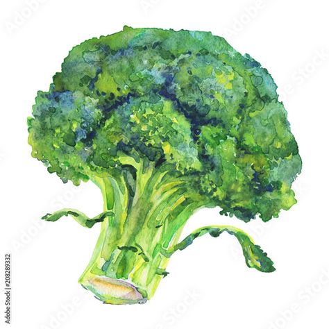 Broccoli Art, Broccoli Drawing, Vegetable Drawing, Watercolor Fruits, Watercolor Food Illustration, Vegetable Painting, Vegetable Illustration, Cooking Book, Watercolor Food