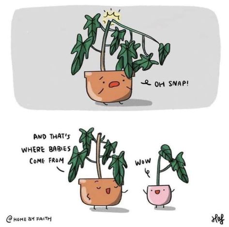 Taken from stashally user @carmen. [Reddit, u/ meandwatersheep] Plant Jokes, Plant Mom, Plant Lady, Cute Comics, Tumblr Funny, Funny Comics, Funny Cute, Puns, Really Funny