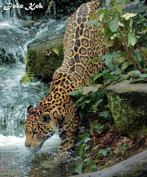 Jaguar Jaguar Medicine, Jaguar Wallpaper, Jaguar Animal, Tattoo Nature, Rainforest Animals, Exotic Cats, Male Lion, Majestic Animals, Zoology