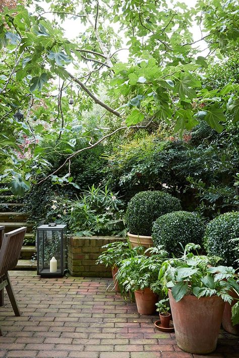 Funny Vine, Brick Patio, Small Garden Ideas, Small Courtyard Gardens, Courtyard Gardens Design, 38 Super, Garden Small, Small Courtyards, Small Garden Design