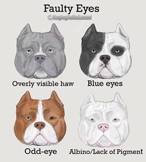 American Bully - Eyes Bully Pit, American Bully Pocket, Pit Puppies, Cute Pitbulls, Guard Dog Breeds, Pocket Bully, American Bullies, Bully Dogs, Bully Breeds Dogs