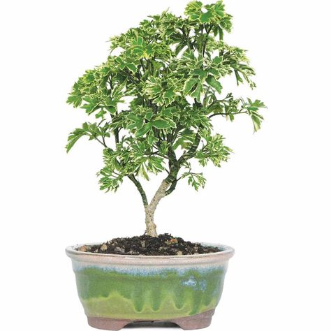 Tips and Tricks on Growing Ming Aralia, a Gardening Classic Aralia Plant, Red Maple Bonsai, Money Tree Bonsai, Chinese Elm Bonsai, Parsley Plant, Ming Tree, Bonsai Nursery, Plant Vessels, Bonsai Tree Care