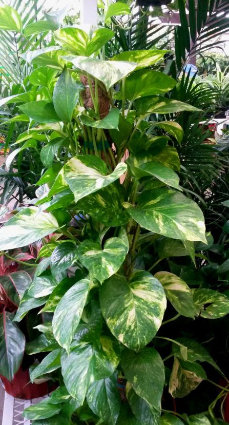 Pothos (Epipremnum aureum) are commonly grown up totem posts, which gives the plant’s aerial roots a place to attach and for support. Hanging Plant Pots, Houseplant Decor, Houseplants Decor, Easy To Grow Houseplants, Epipremnum Aureum, Tanaman Indoor, Sansevieria Plant, Tanaman Pot, Indoor Tree