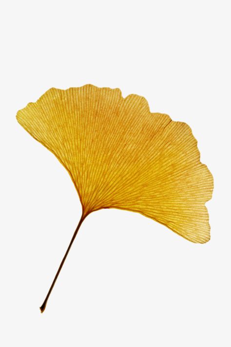 Ginkgo Art, Ginko Biloba, Leaf Photography, Gingko Leaves, Ginkgo Leaves, Leaf Drawing, Ginkgo Biloba, Ginkgo Leaf, Yellow Leaves